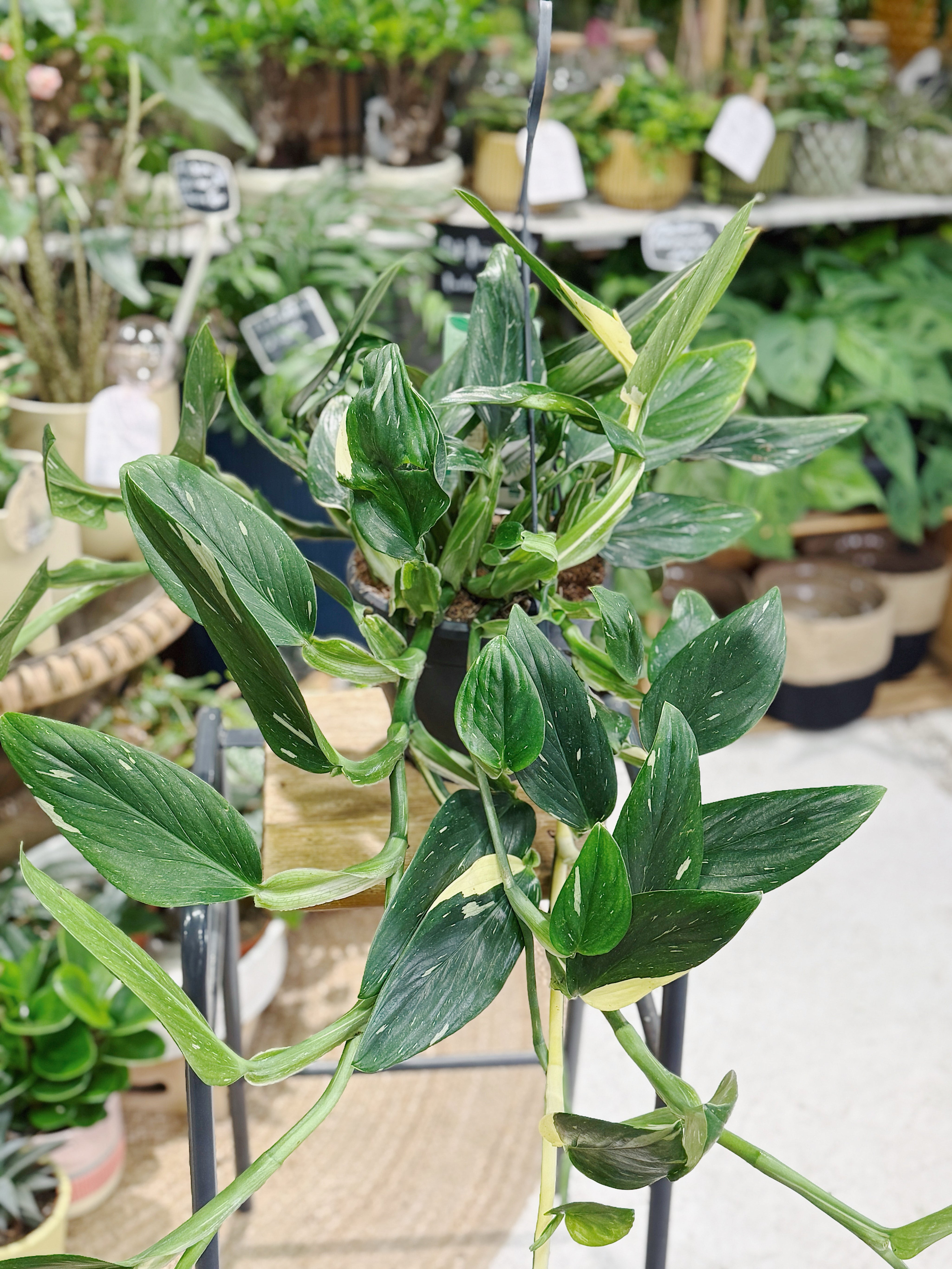 Monstera Standleyana | Philodendron 'Cobra'