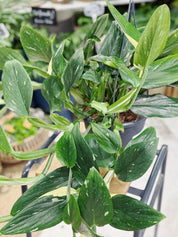 Monstera Standleyana | Philodendron 'Cobra'