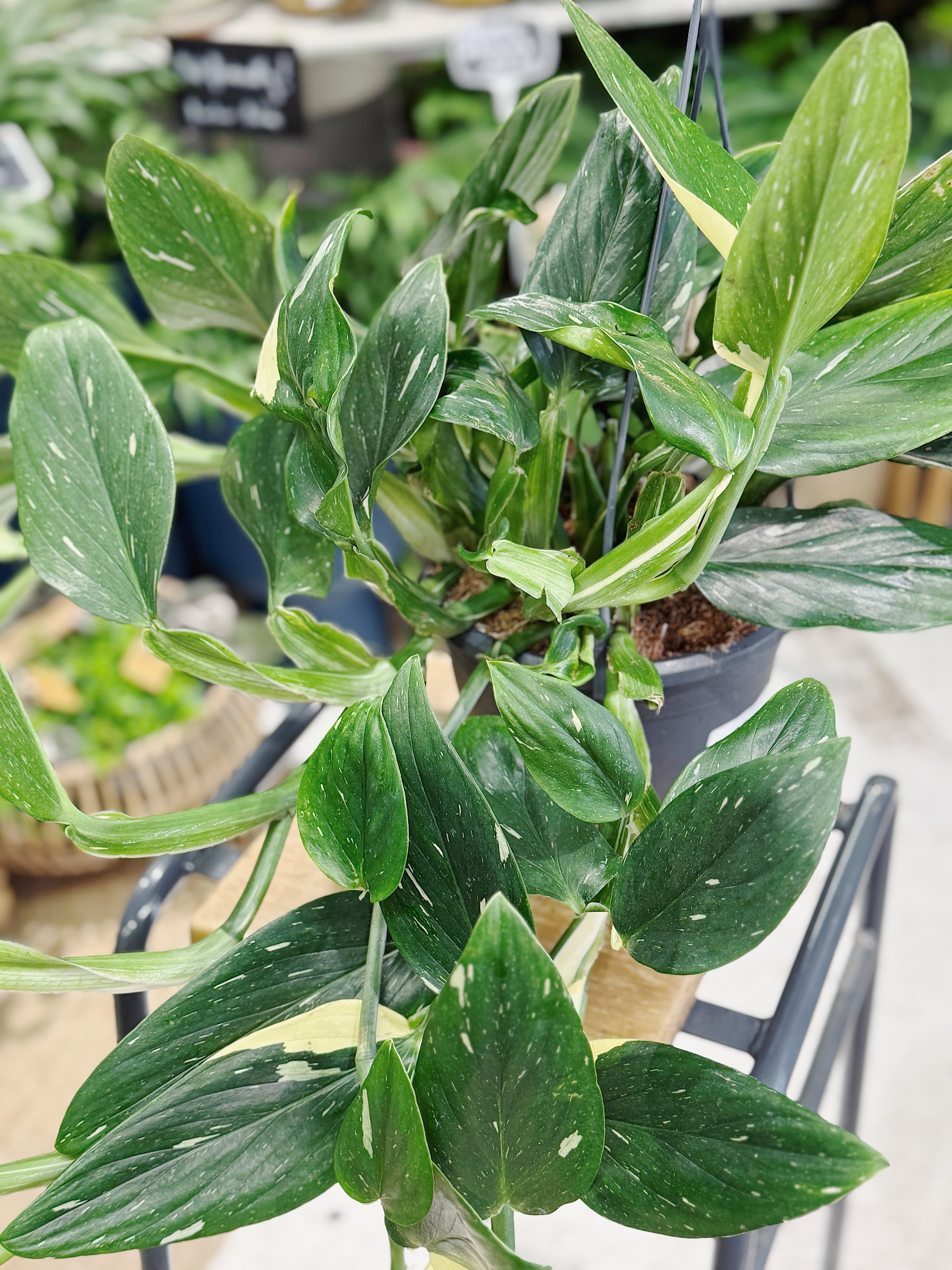 Monstera Standleyana | Philodendron 'Cobra'