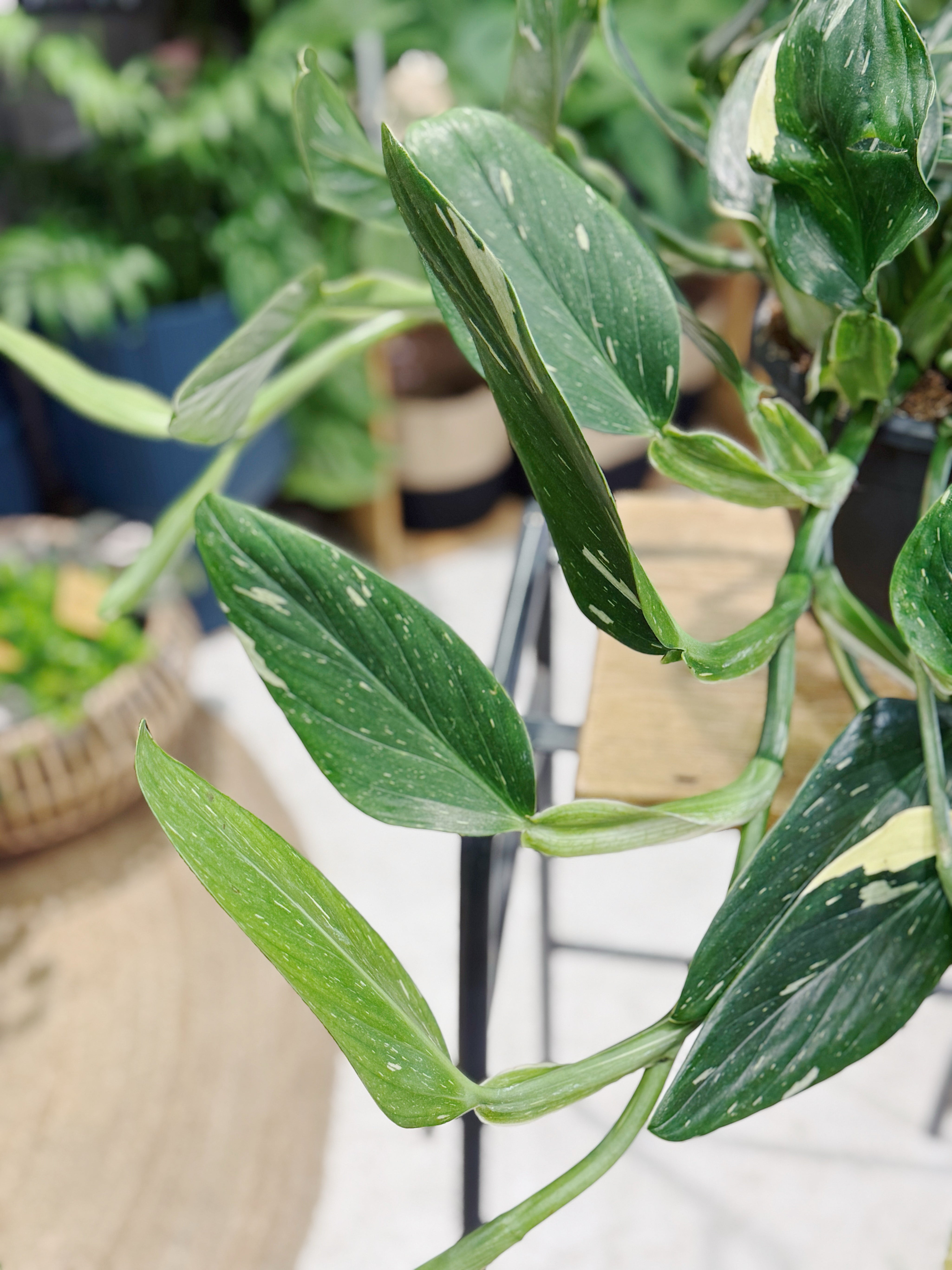 Monstera Standleyana | Philodendron 'Cobra'