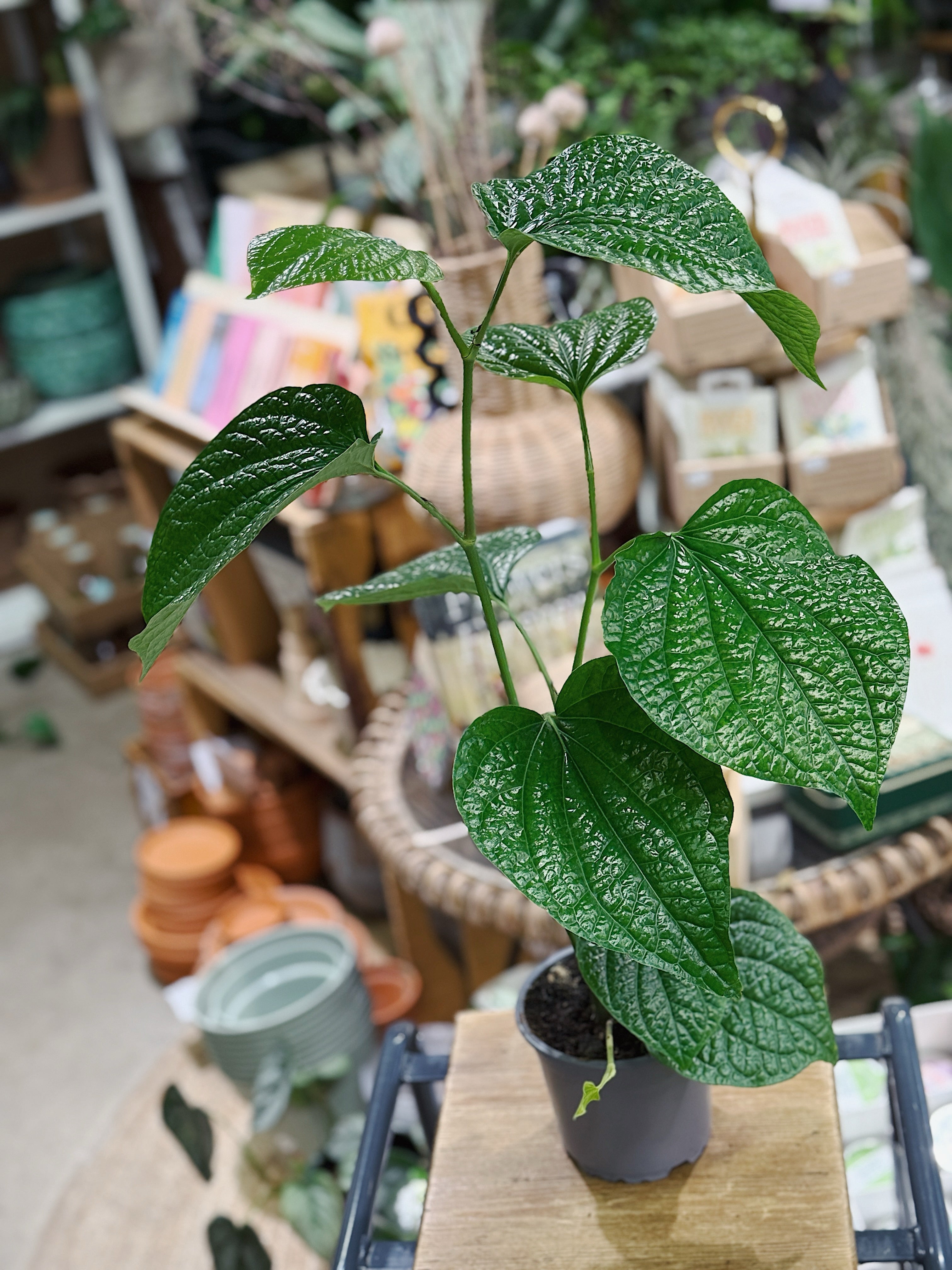 Piper sylvaticum | Wild Pepper