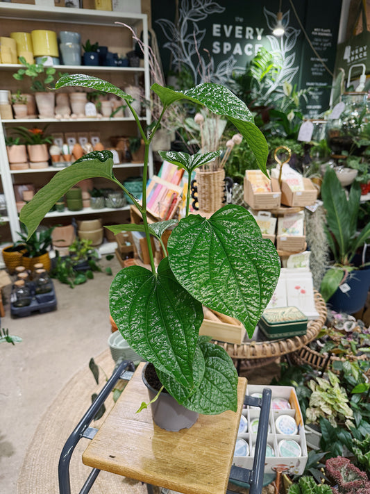 Wild Pepper | Piper sylvaticum