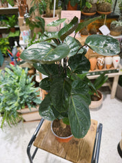 Polyscias Fabian | Polyscias scutellaria 'Fabian', a sculptural dinner plate aralia