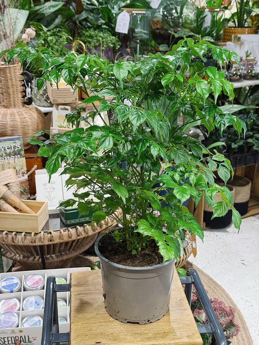Asian Bell Tree | Radermachera sinica