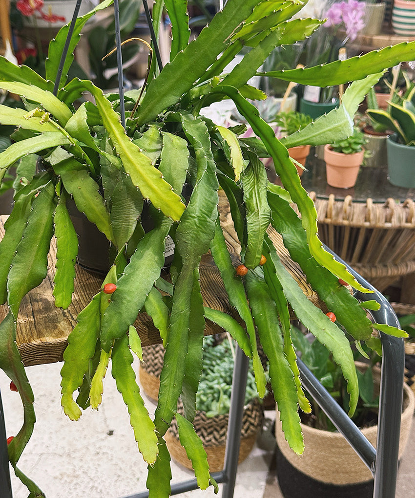 Rhipsalismonacantha.jpg