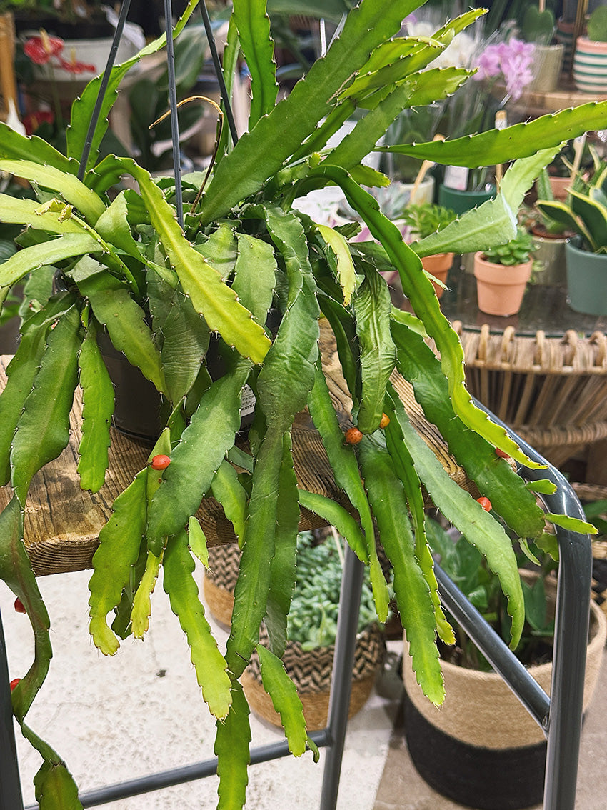Mistletoe Cactus | Rhipsalis monacantha, a trailing jungle cactus with bright orange flowers