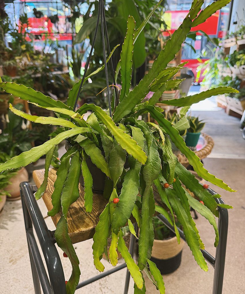 Rhipsalismonacantha1.jpg