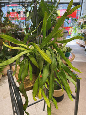 Mistletoe Cactus | Rhipsalis monacantha, a trailing jungle cactus with bright orange flowers