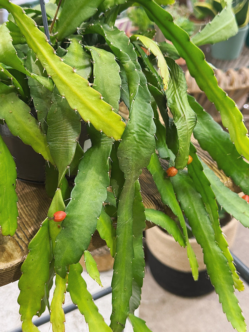 Mistletoe Cactus | Rhipsalis monacantha, a trailing jungle cactus with bright orange flowers