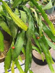 Mistletoe Cactus | Rhipsalis monacantha, a trailing jungle cactus with bright orange flowers