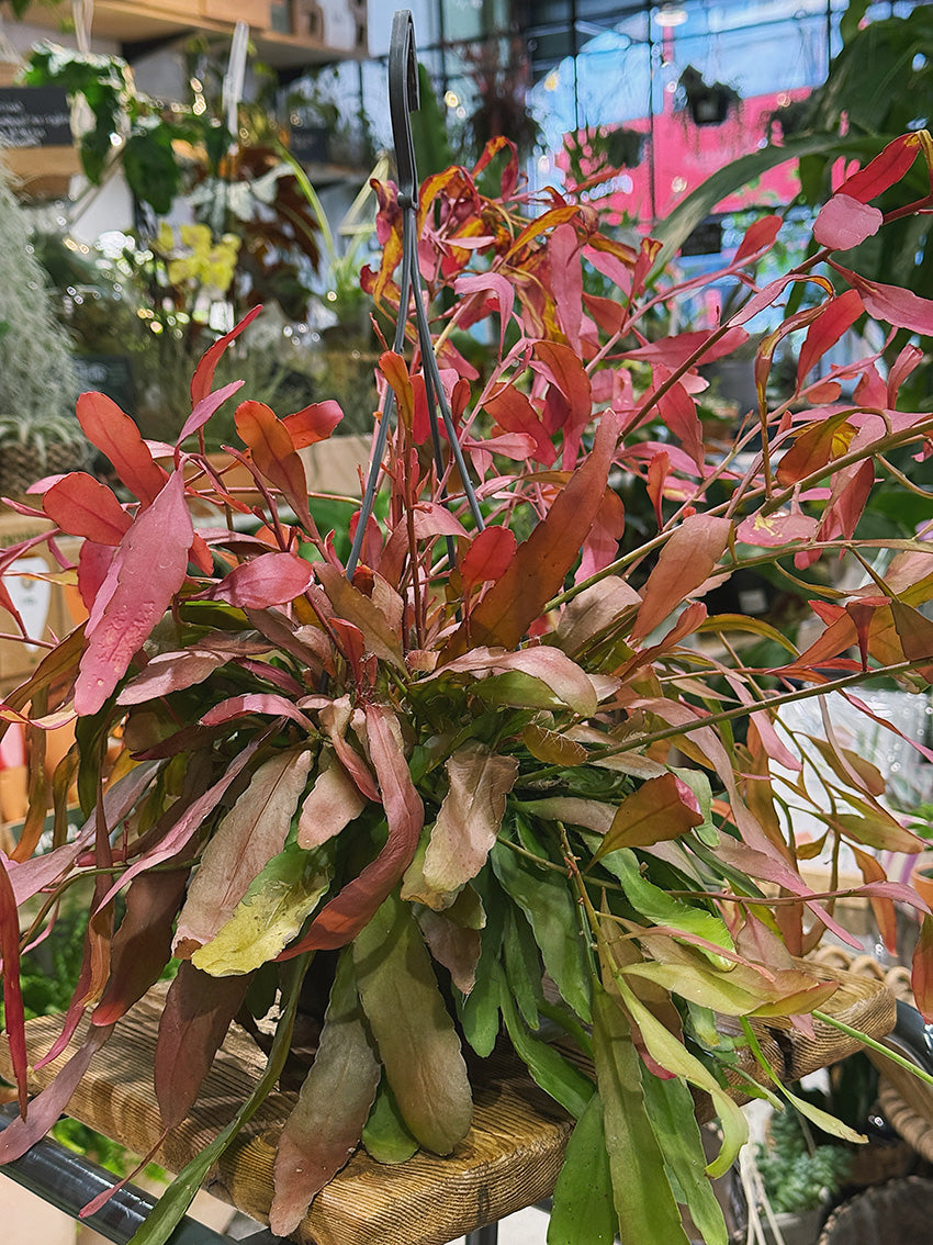 Red Coral Cactus | Rhipsalis ramulosa 'Red Coral', a trailing jungle cactus that blushes pink
