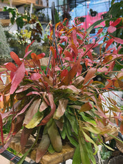Red Coral Cactus | Rhipsalis ramulosa 'Red Coral', a trailing jungle cactus that blushes pink
