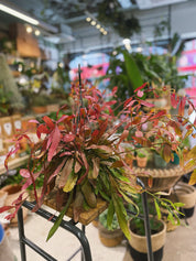 Red Coral Cactus | Rhipsalis ramulosa 'Red Coral', a trailing jungle cactus that blushes pink