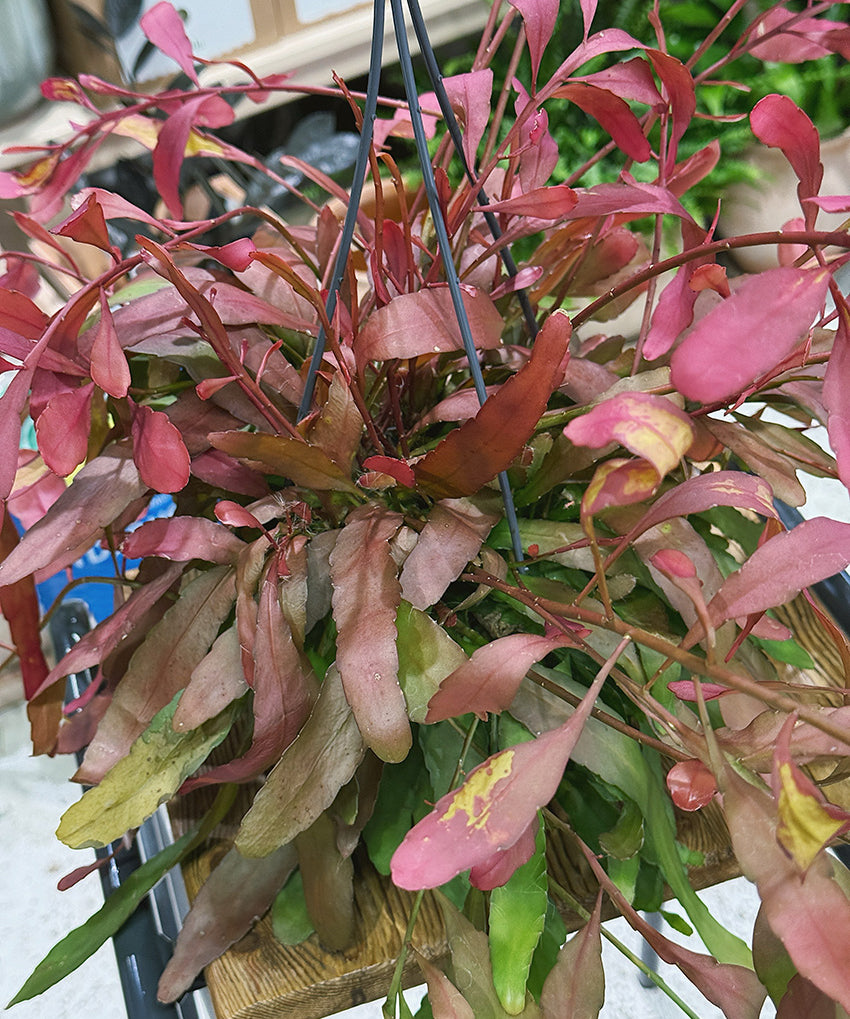 Rhipsalisramulosa_RedCoral_3.jpg