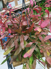 Red Coral Cactus | Rhipsalis ramulosa 'Red Coral', a trailing jungle cactus that blushes pink