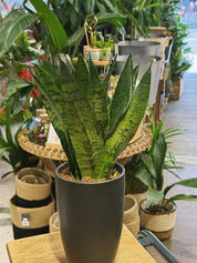 Snake Plant | Sansevieria trifasciata 'Zeylanica' Fan, architectural fan
