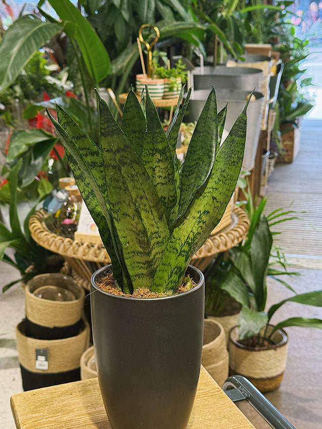 Snake Plant | Sansevieria trifasciata 'Zeylanica' Fan, architectural fan