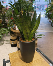 Snake Plant | Sansevieria trifasciata 'Zeylanica' Fan, architectural fan