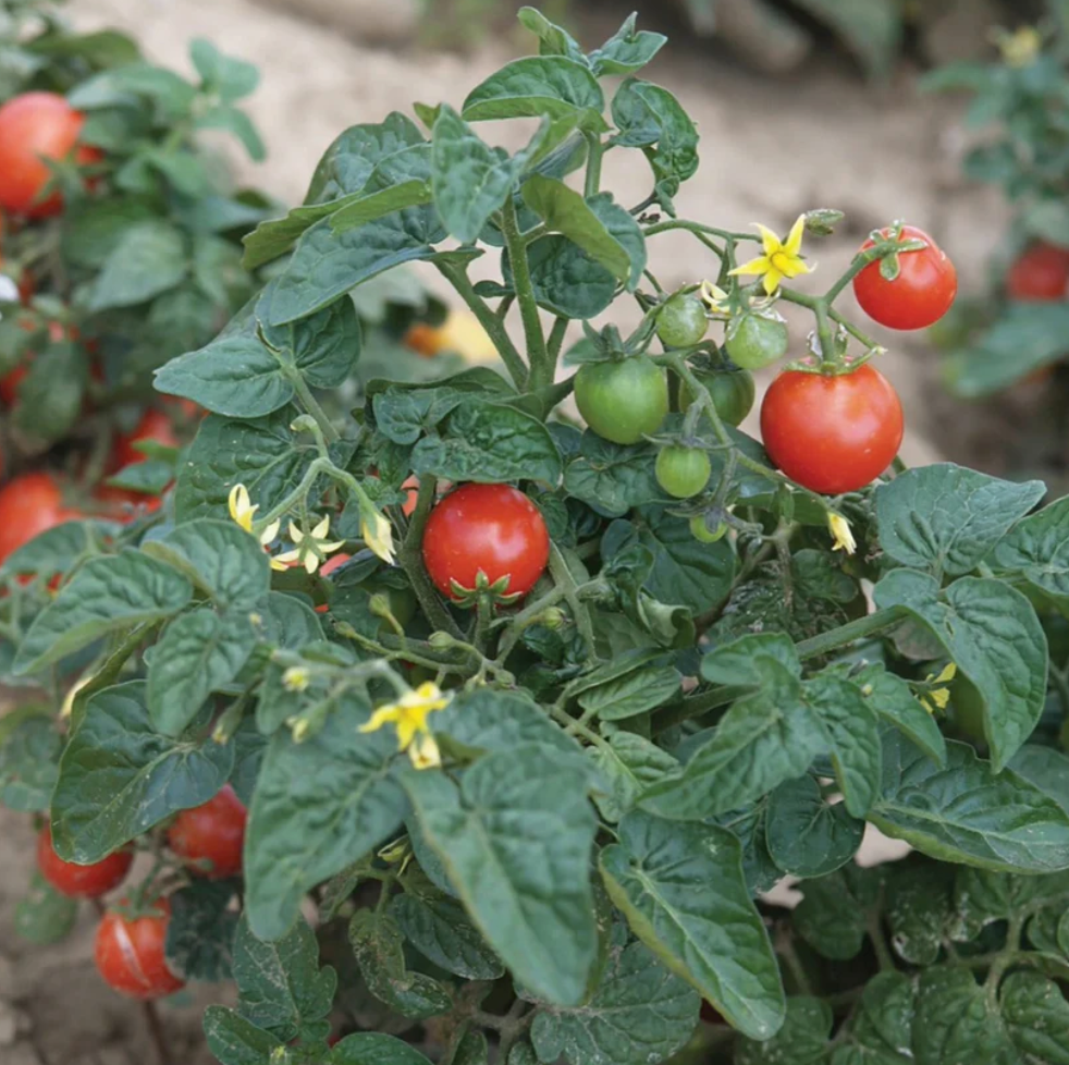 Tiny Tim Tomato