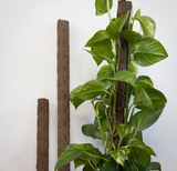 Kratiste Potato-Starch Houseplant Support Pole
