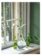 The Propagation Handbook: A guide to propagating houseplants