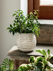 Winkleigh Pot White | Ø7cm or Ø12cm