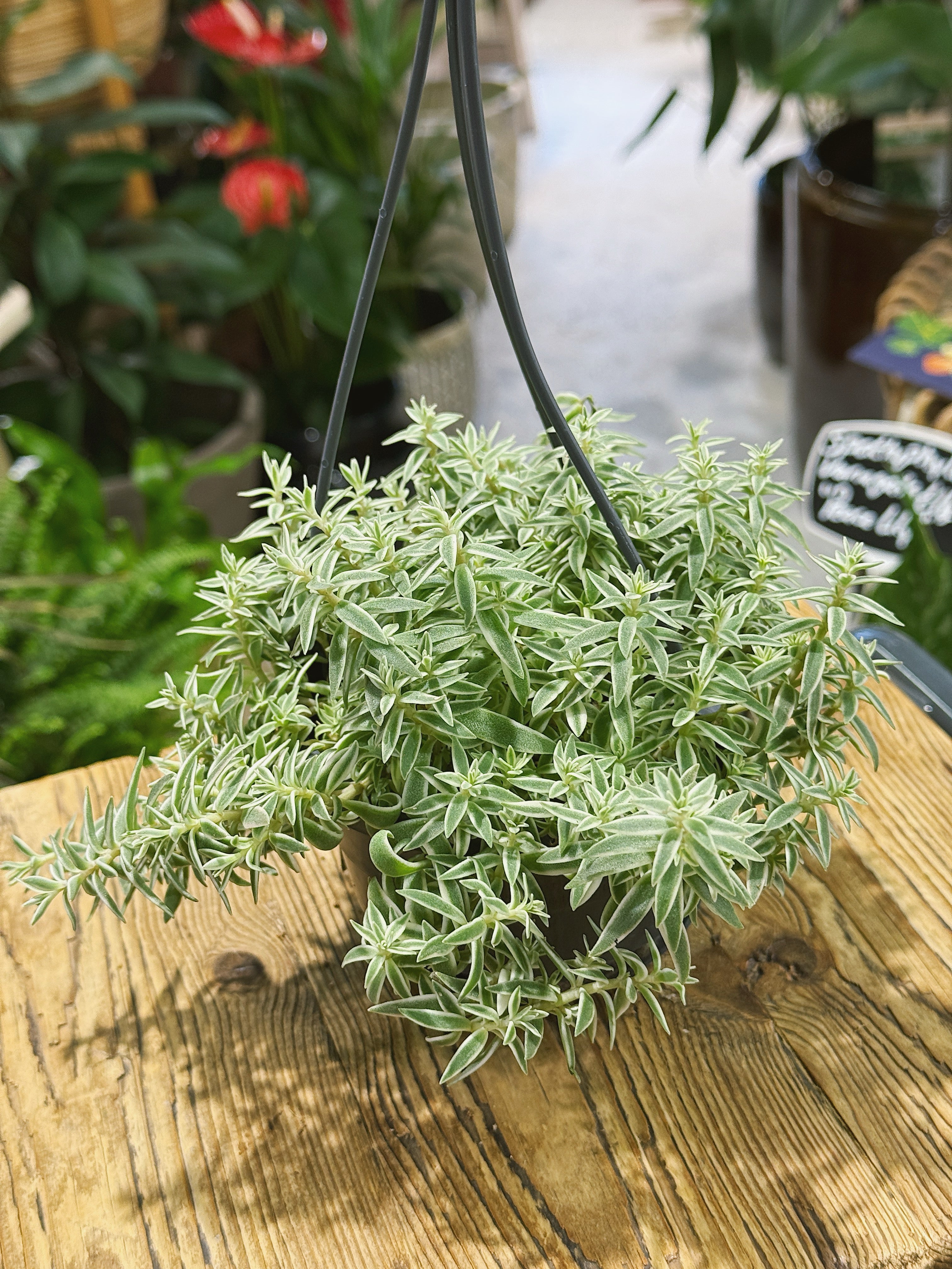 Needle Stonecrop | Sedum lineare | Evergreen Trailing Succulent