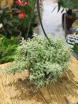 Needle Stonecrop | Sedum lineare | Evergreen Trailing Succulent
