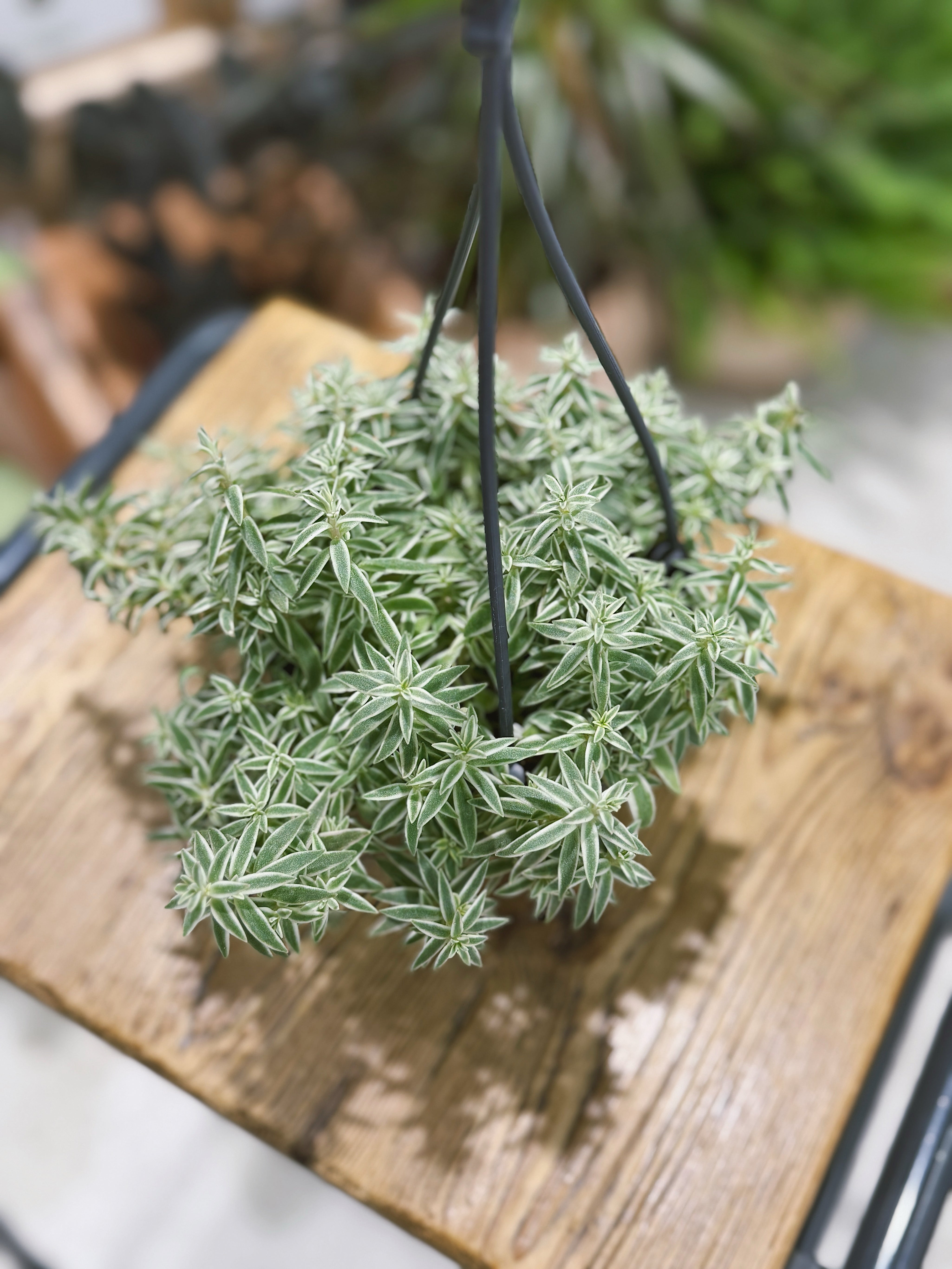 Needle Stonecrop | Sedum lineare | Evergreen Trailing Succulent