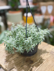 Needle Stonecrop | Sedum lineare | Evergreen Trailing Succulent