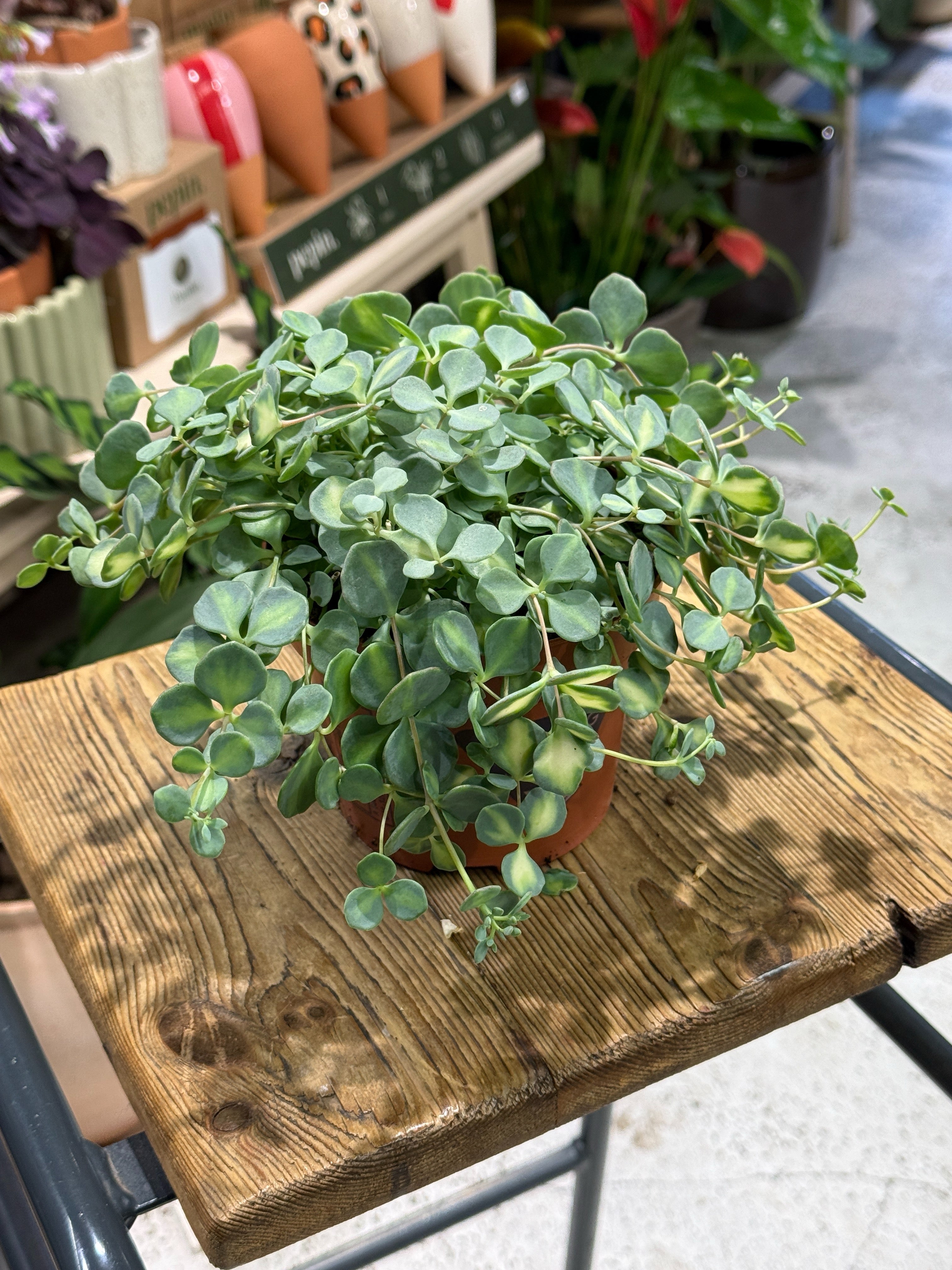 October Daphne | Sedum sieboldii 'Mediovariegatum', trailing succulent with cream centred leaves