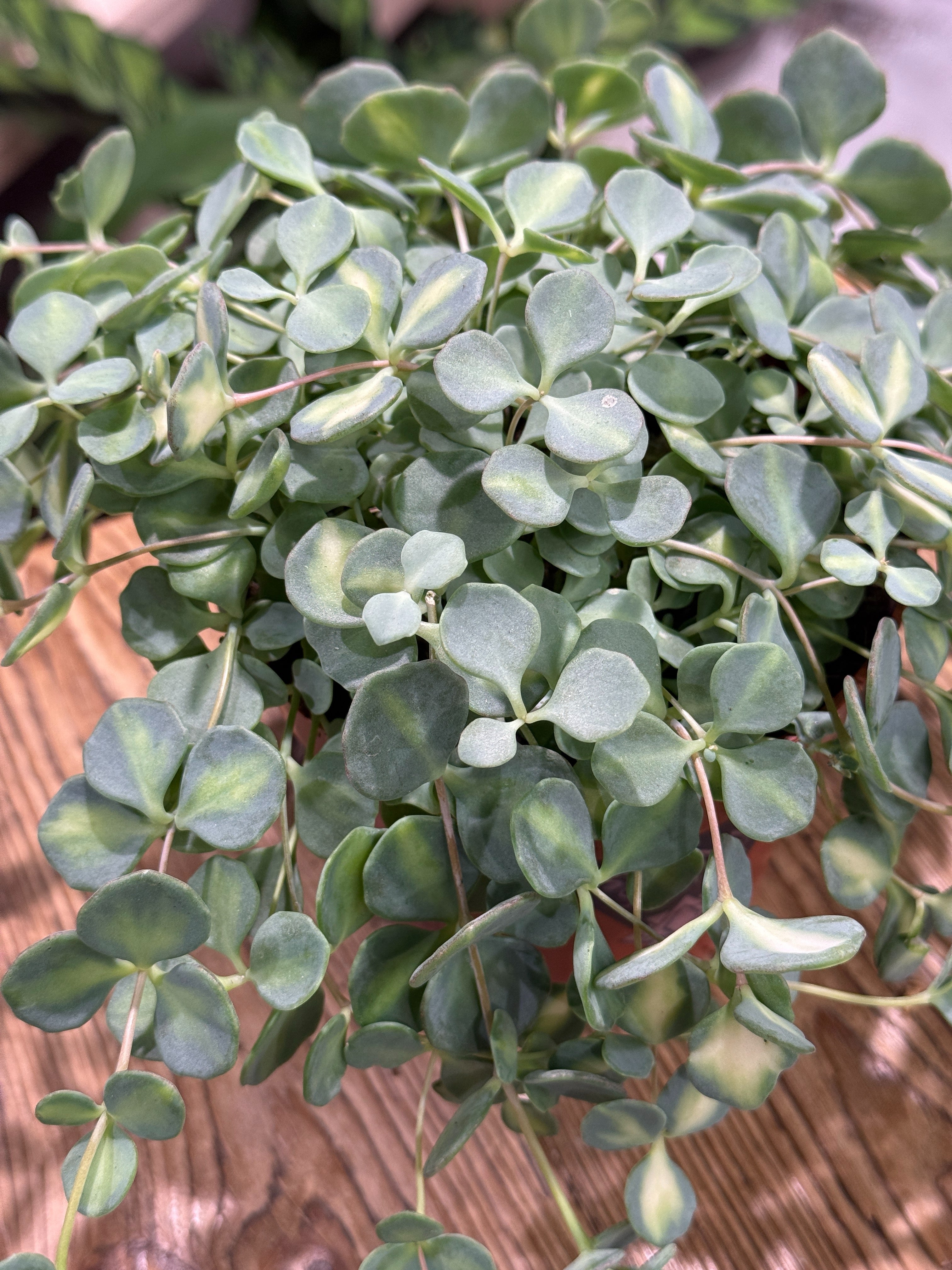October Daphne | Sedum sieboldii 'Mediovariegatum', trailing succulent with cream centred leaves
