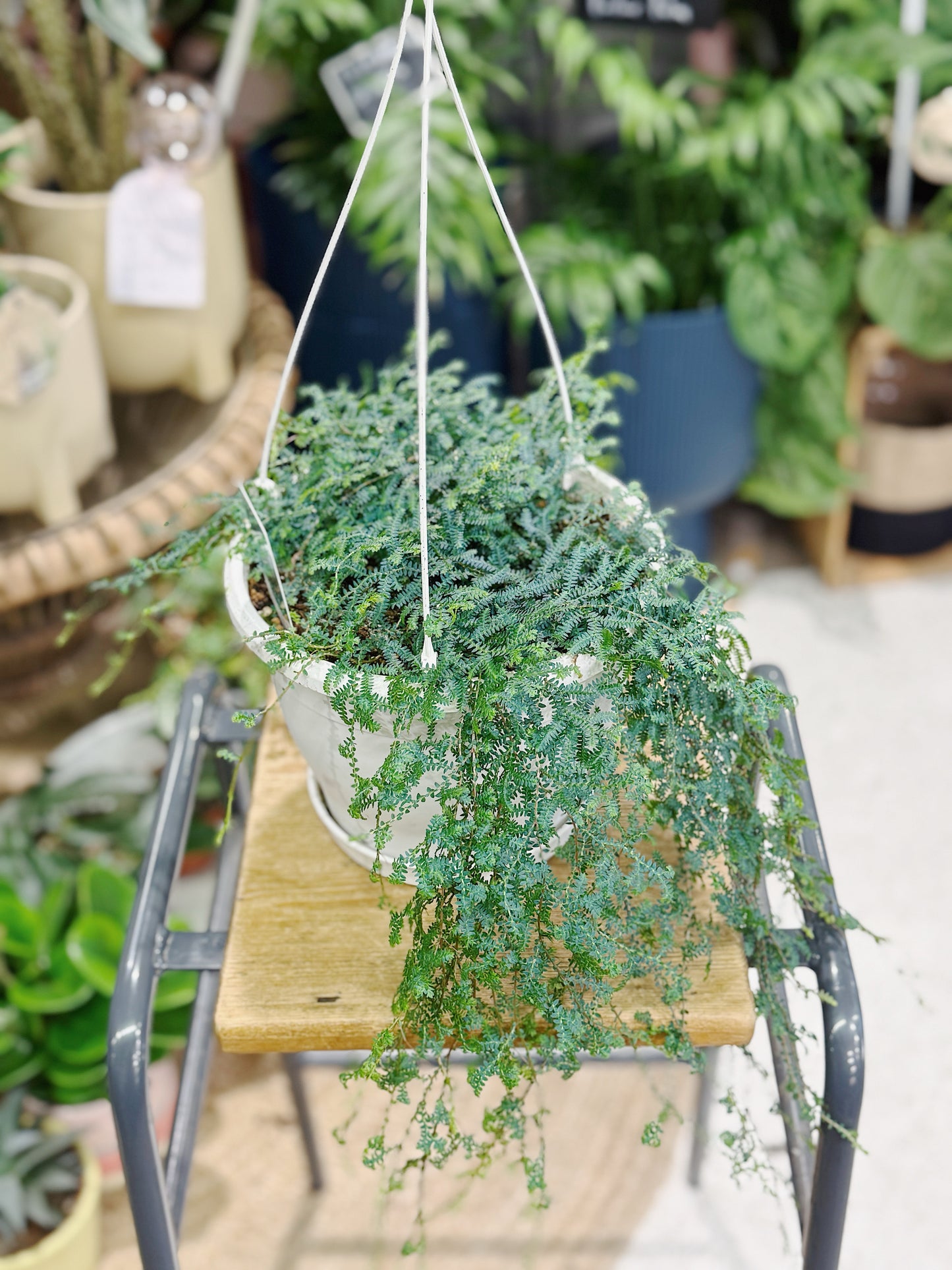 Spike Moss | Selaginella uncinata 'Peacock'