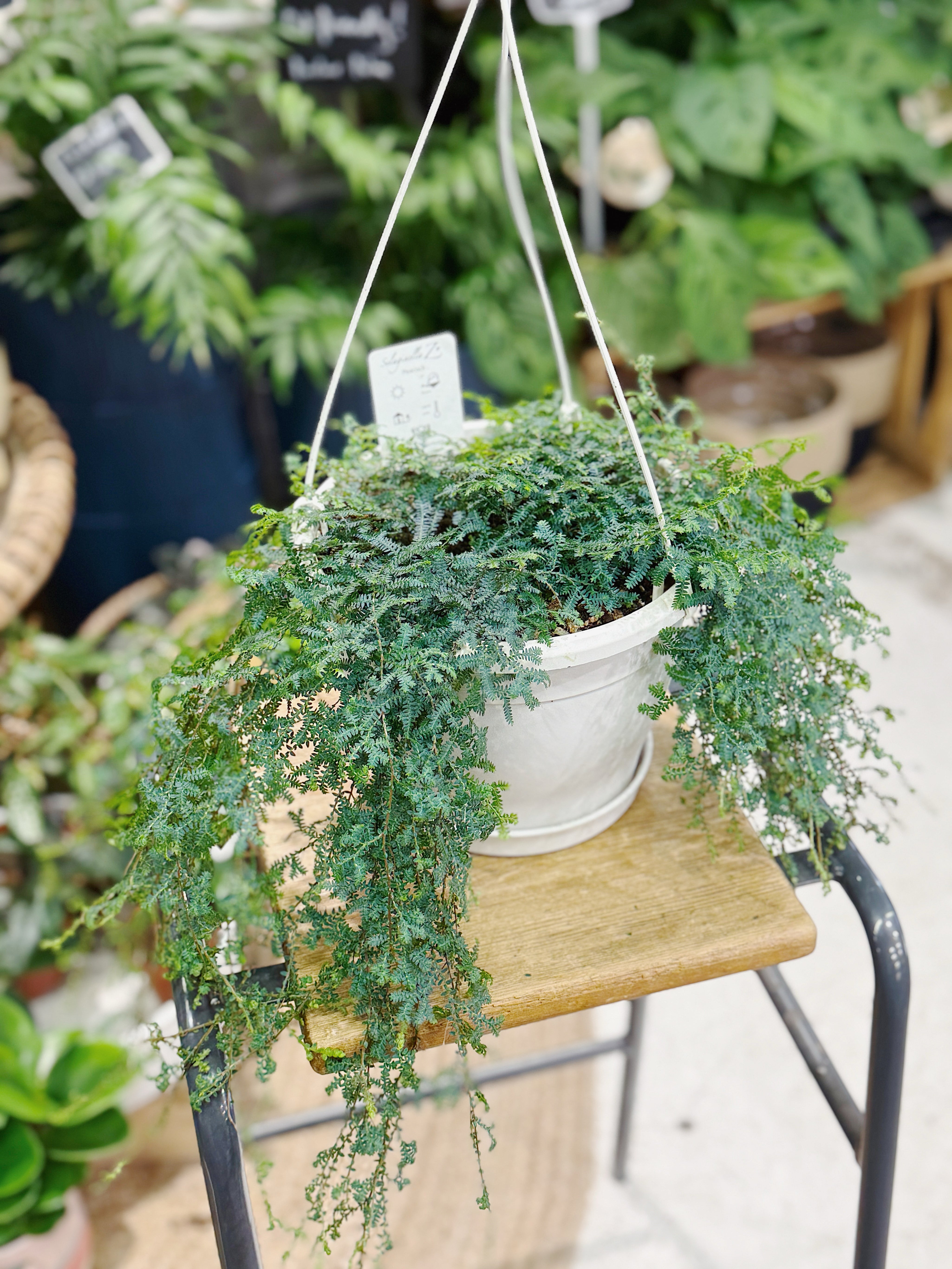 Selaginella uncinata 'Peacock' | Spike Moss