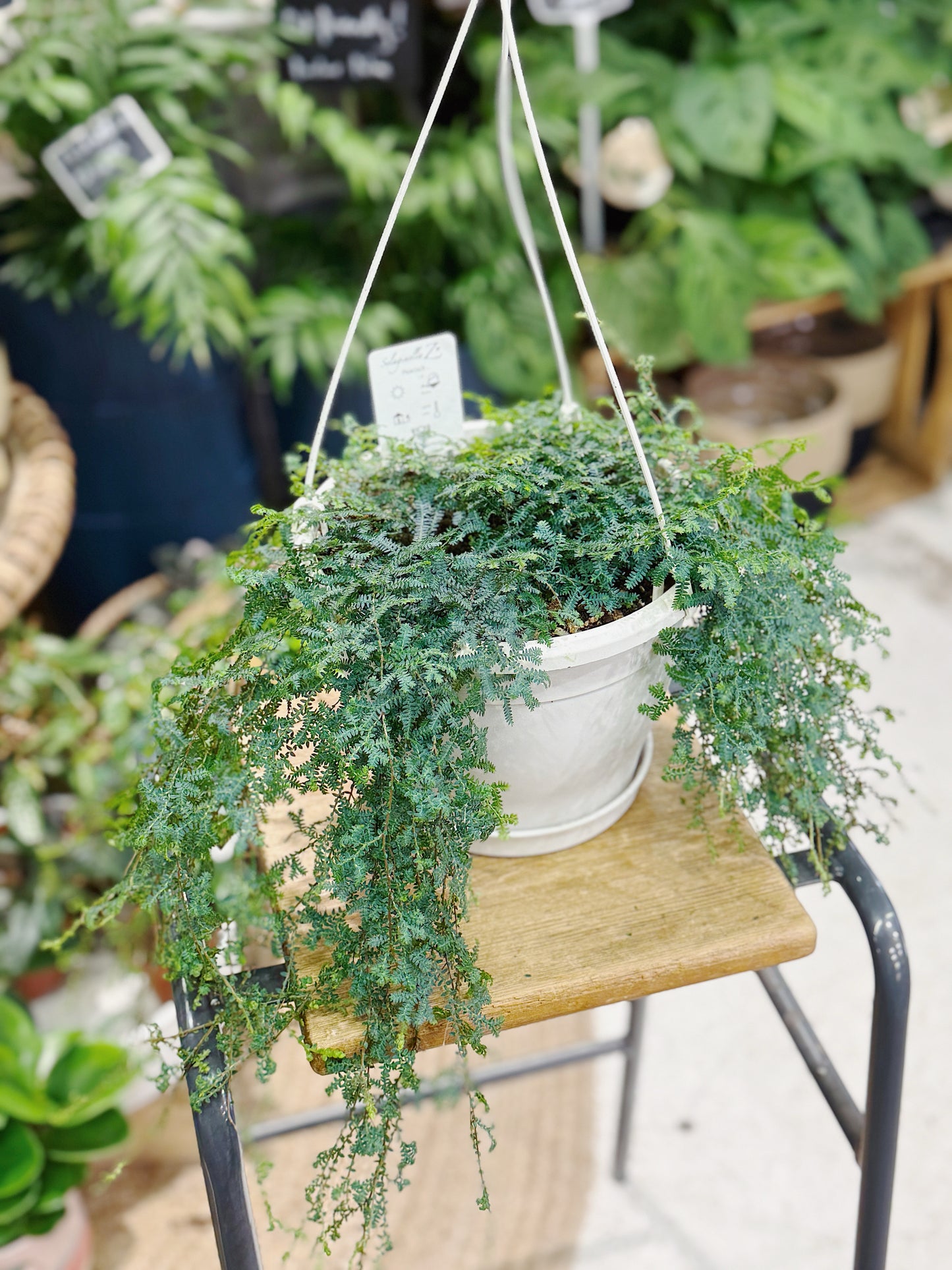 Spike Moss | Selaginella uncinata 'Peacock'