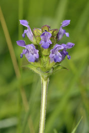 Sky Meadow Mix Seed Tin