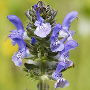 Sky Meadow Mix Seed Tin