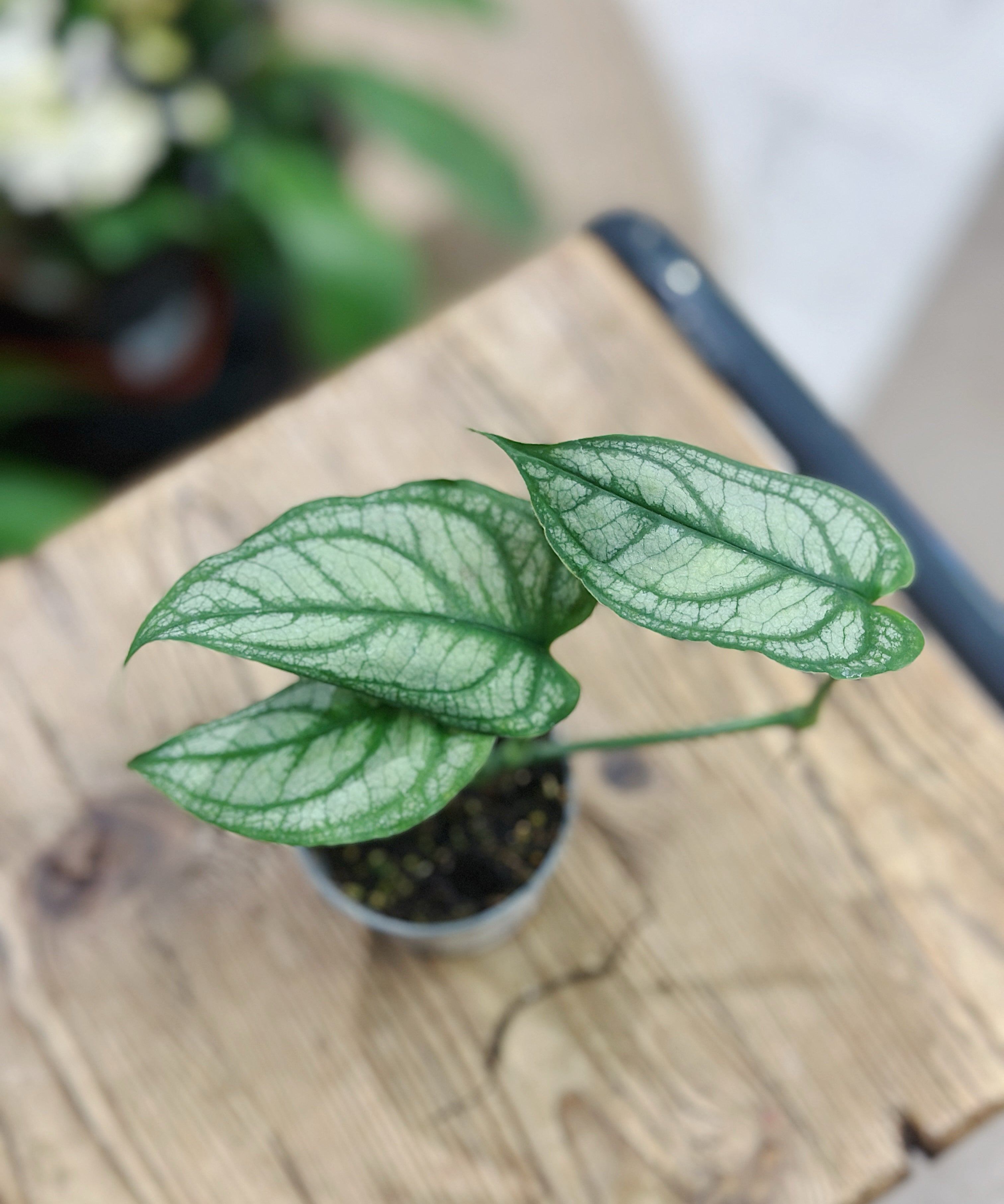 SilverMonstera1.jpg