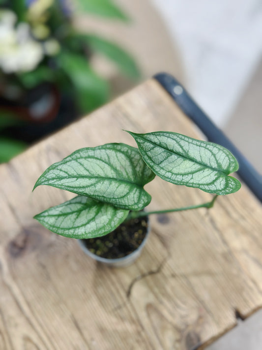 Monstera siltepecana | Silver Monstera