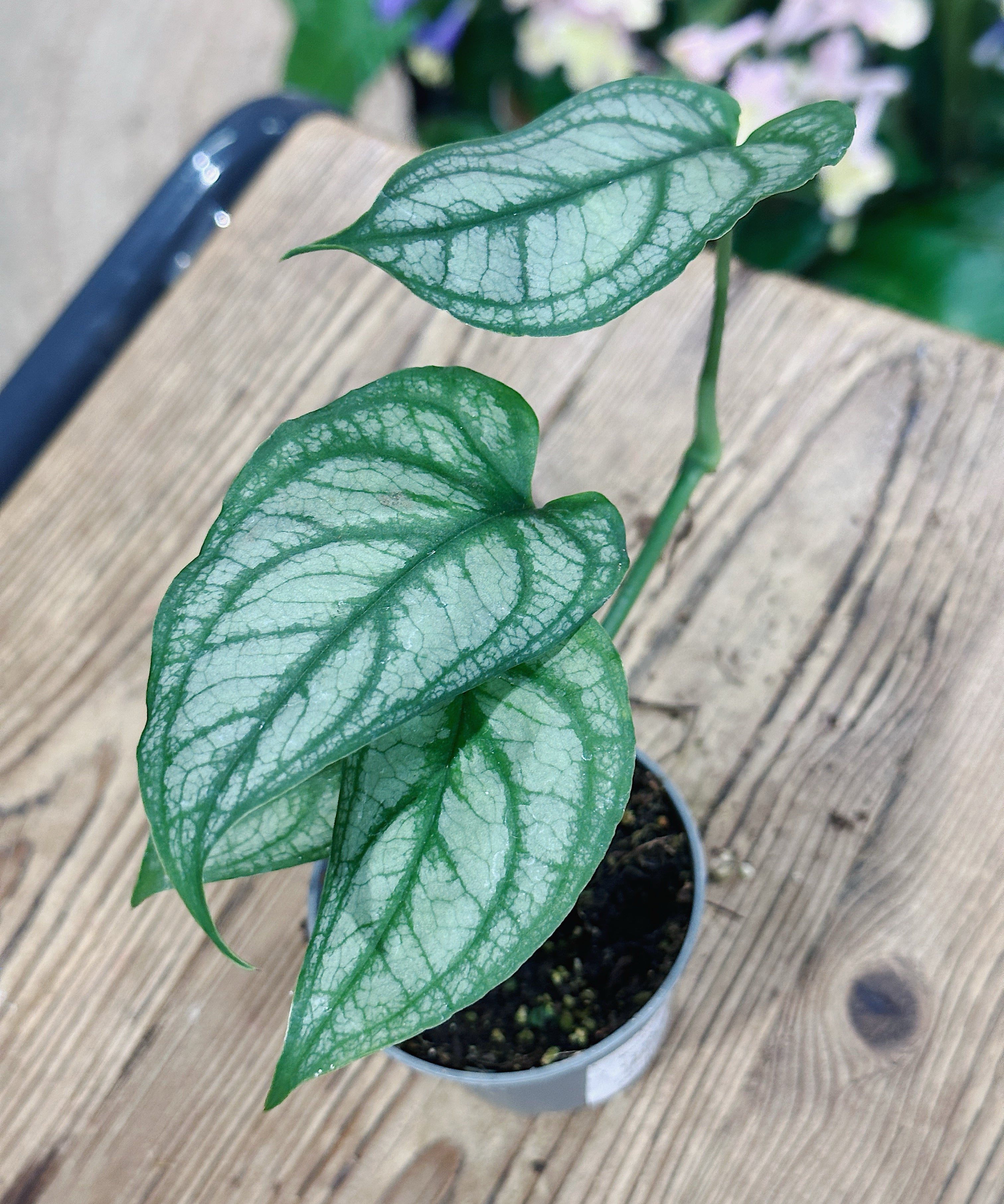 SilverMonstera2.jpg