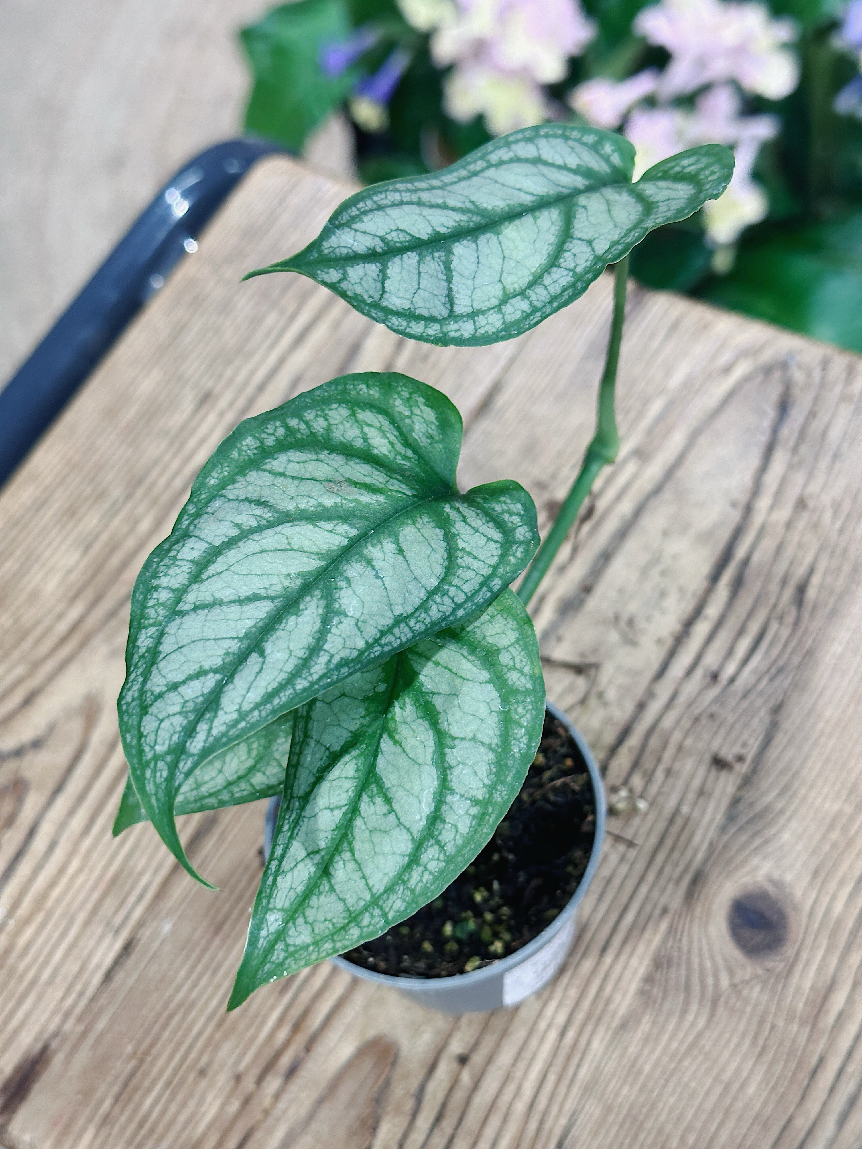 Silver Monstera | Monstera siltepecana