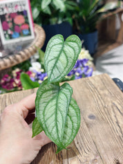 Silver Monstera | Monstera siltepecana