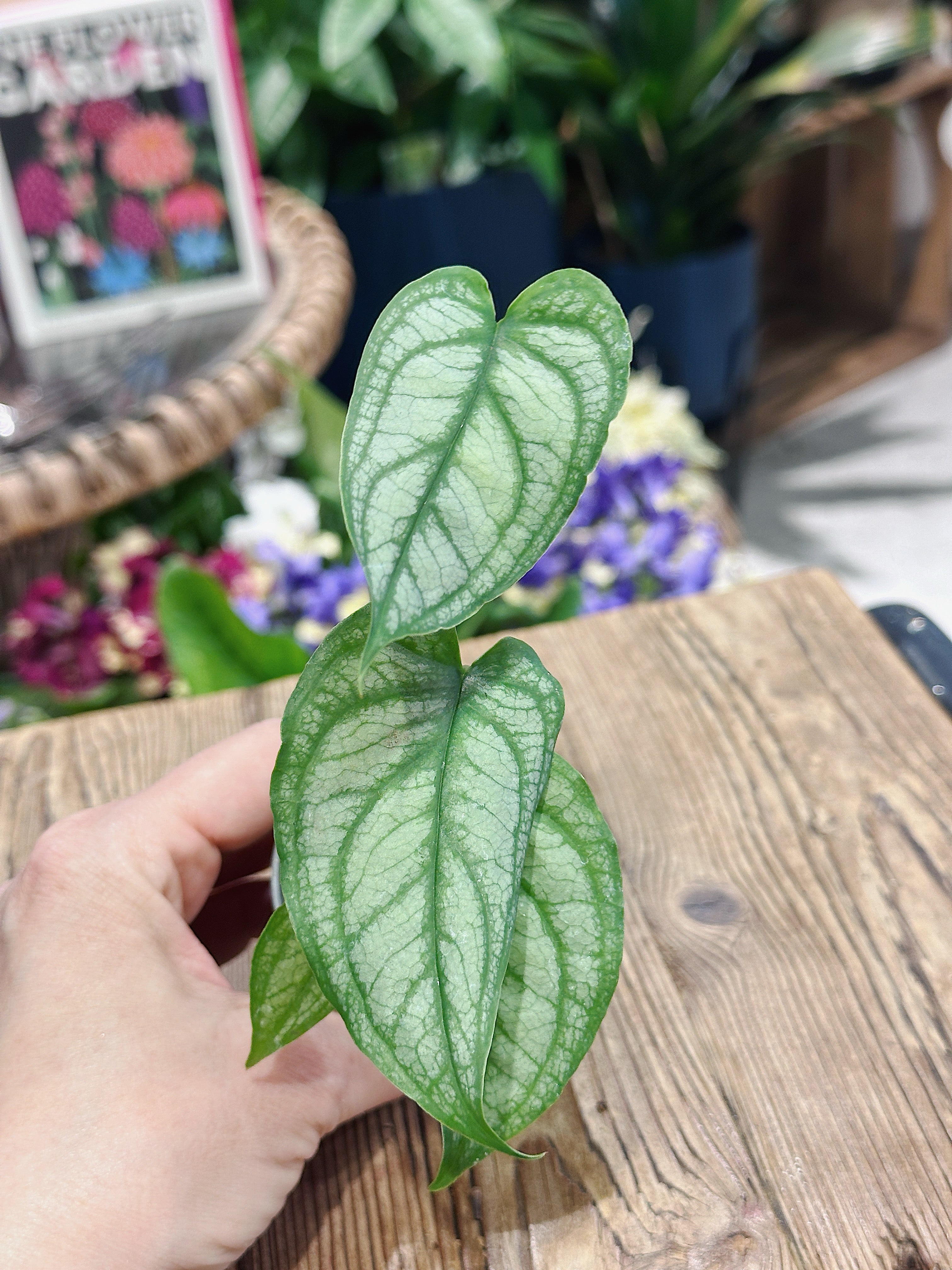 Silver Monstera | Monstera siltepecana