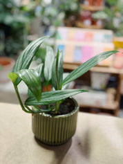 Silver Stripe Pothos | Epipremnum Amplissimum