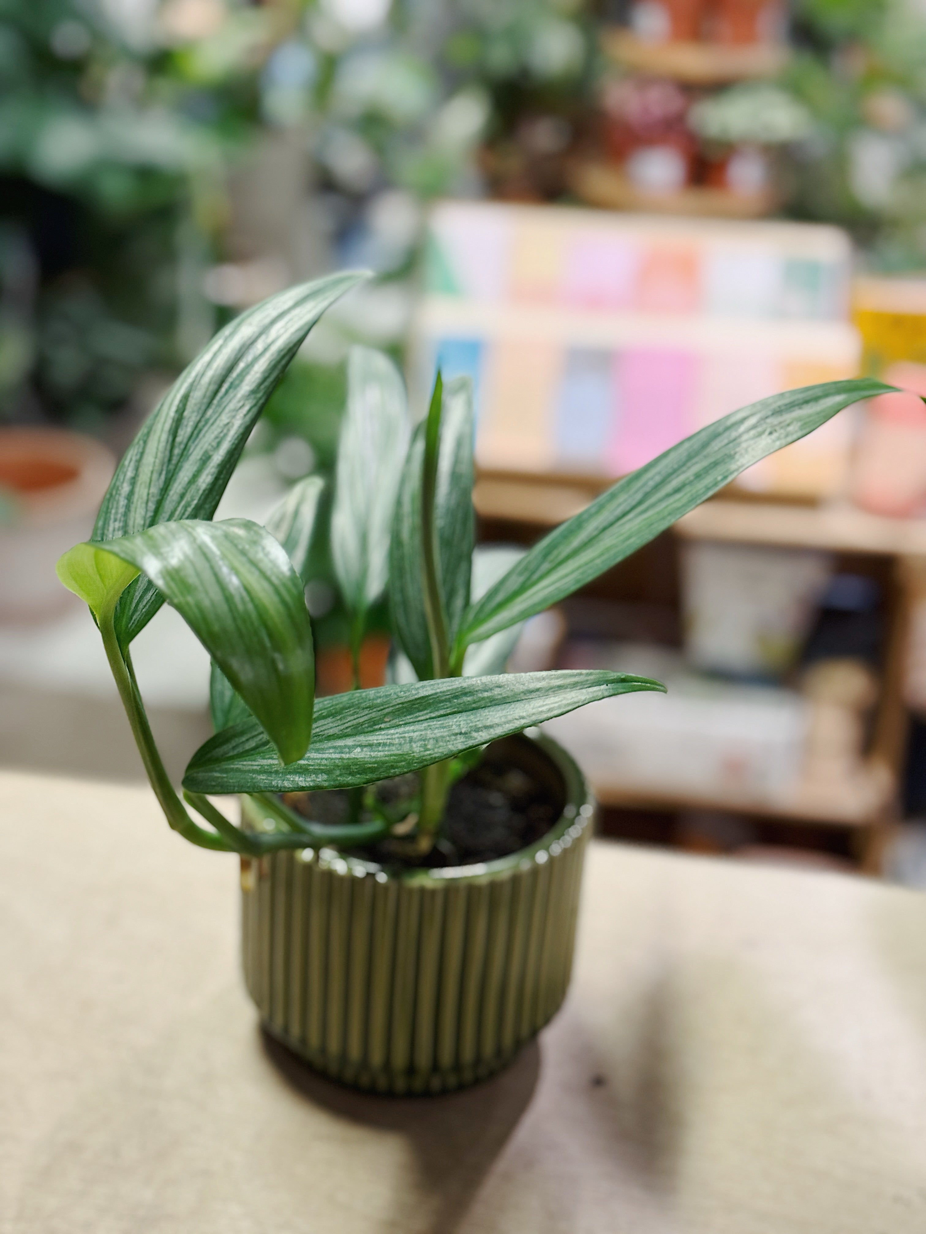 Silver Stripe Pothos | Epipremnum Amplissimum