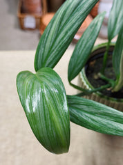 Silver Stripe Pothos | Epipremnum Amplissimum