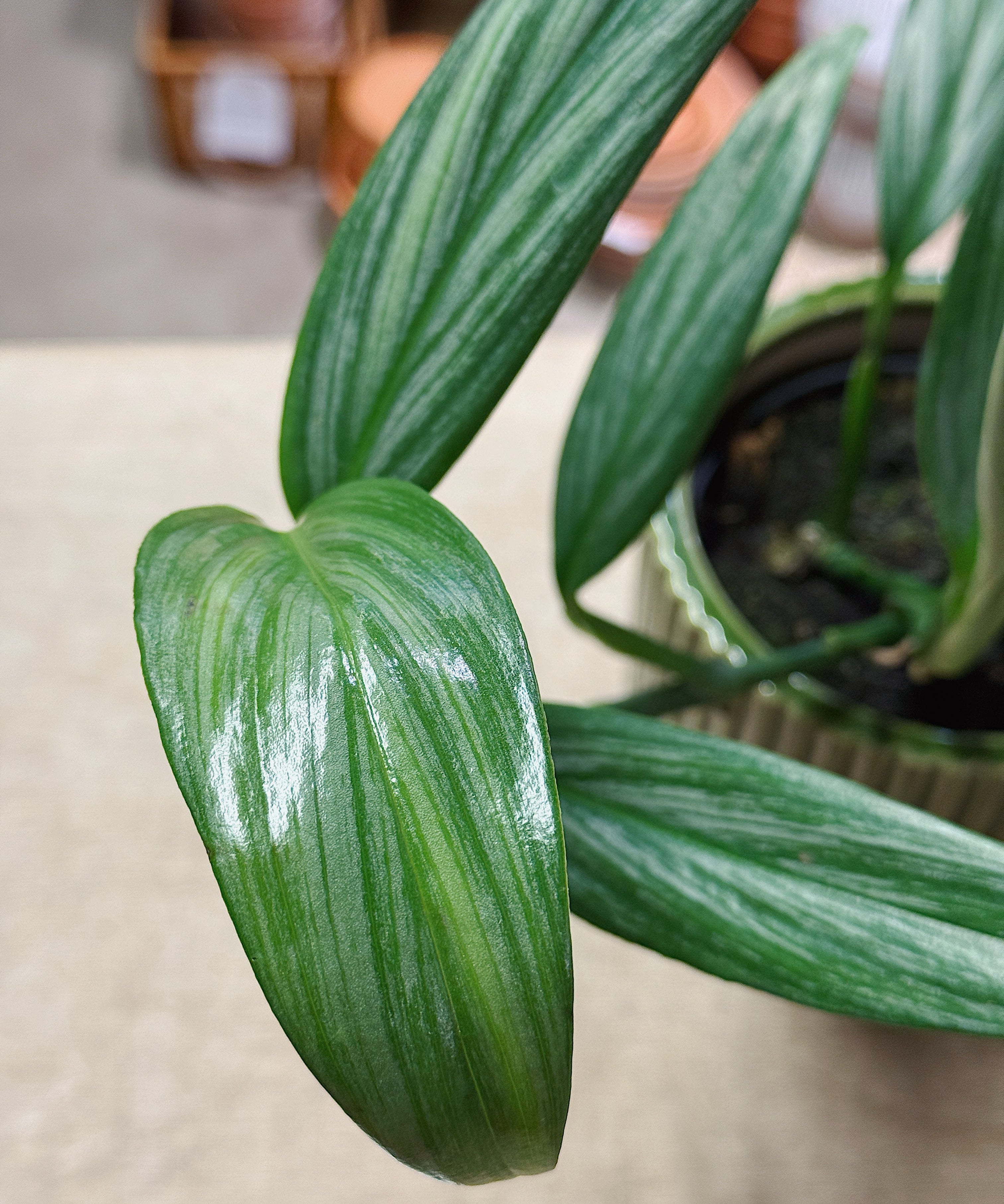 Silverstripepothos1.jpg