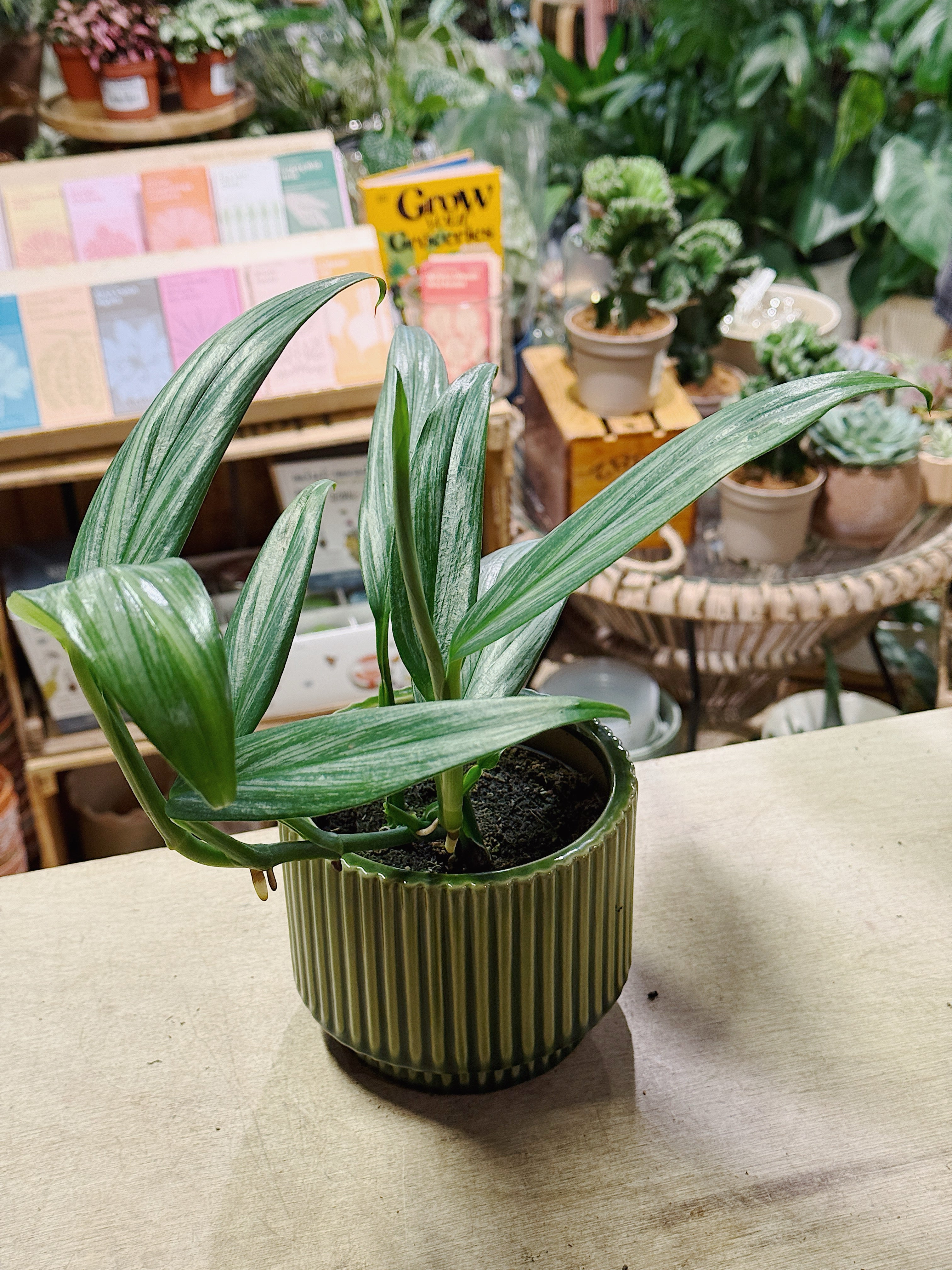 Silver Stripe Pothos | Epipremnum Amplissimum