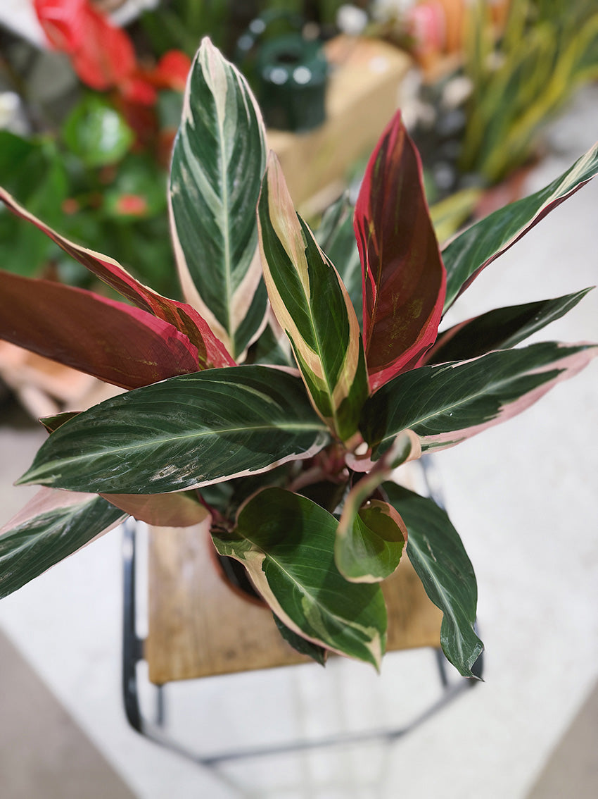 Stromanthe sanguinea 'Triostar' | Calathea 'Triostar'
