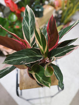 Stromanthe sanguinea 'Triostar' | Calathea 'Triostar'